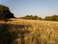 Les herbes de la partie sud du plateau calcaire